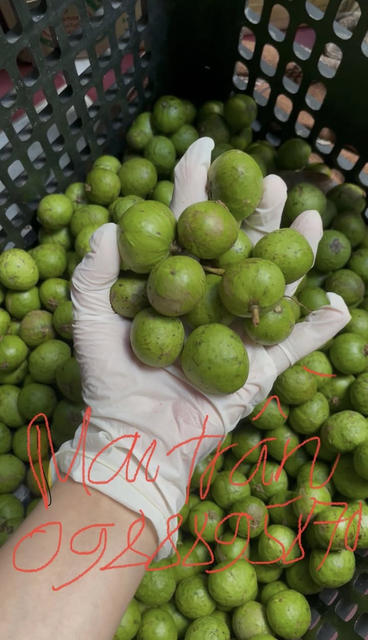 Bán sấu tươi cạo vỏ, sấu cấp đông, sấu còn vỏ, sấu ngâm đường, mơ ngâm đường. Giá từ 70k/kg, ship từ quận 4. Có bán sỉ cho nhà hàng, quán ăn.