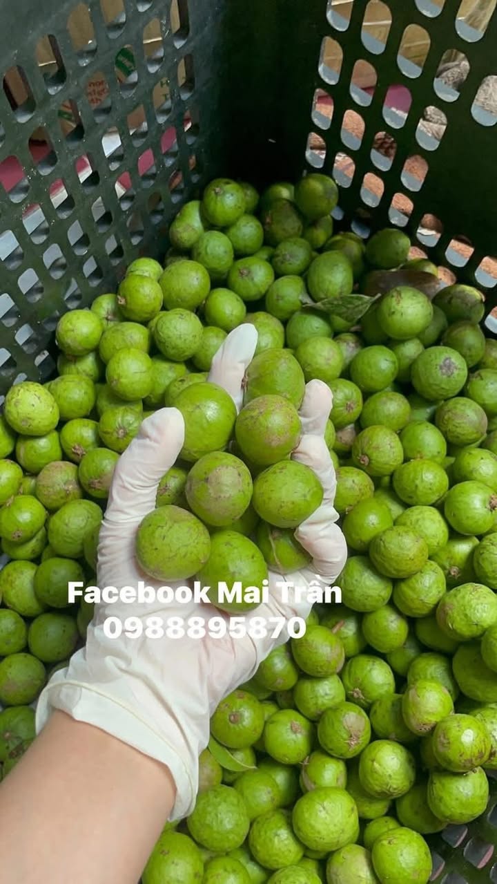 Bán sấu tươi cạo vỏ, sấu cấp đông, sấu còn vỏ, sấu ngâm đường, mơ ngâm đường. Giá từ 70k/kg, ship từ quận 4. Có bán sỉ cho nhà hàng, quán ăn.