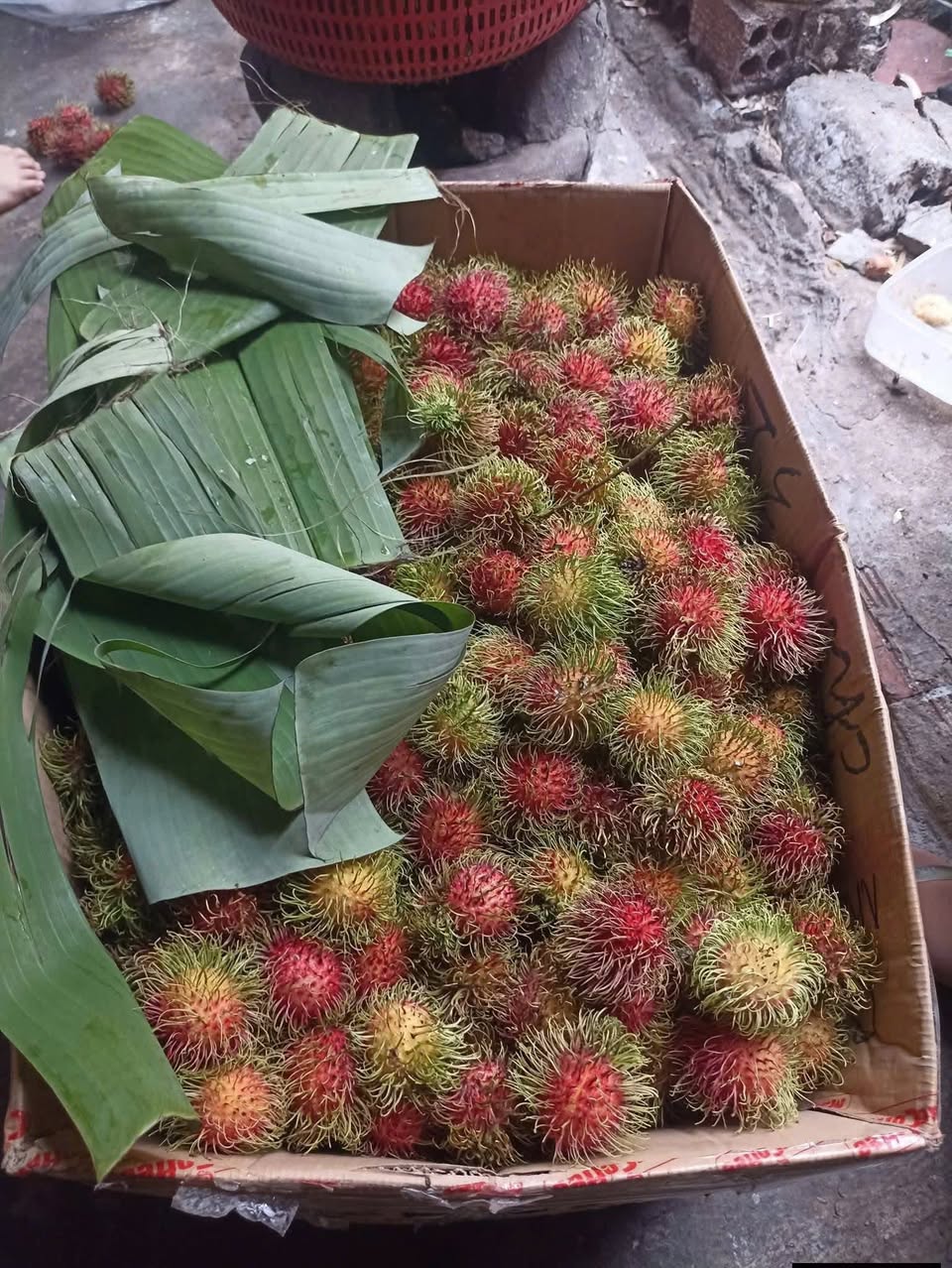 Bán chôm chôm Thái vườn nhà, không thuốc, 180k/set 4kg. Cơm dày, ngọt, nhận đặt hàng và giao tận nơi. Có thể vào vườn hái nếu thích.