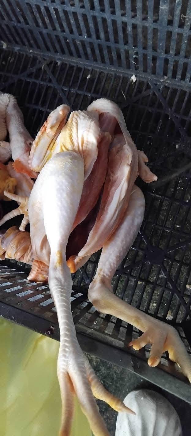 Bán 2 con gà ta đã làm sạch (2kg), tặng kèm lá chanh, lòng mề tươi, miễn phí giao hàng. Giá 190k/2 con. Liên hệ: 0769871190.