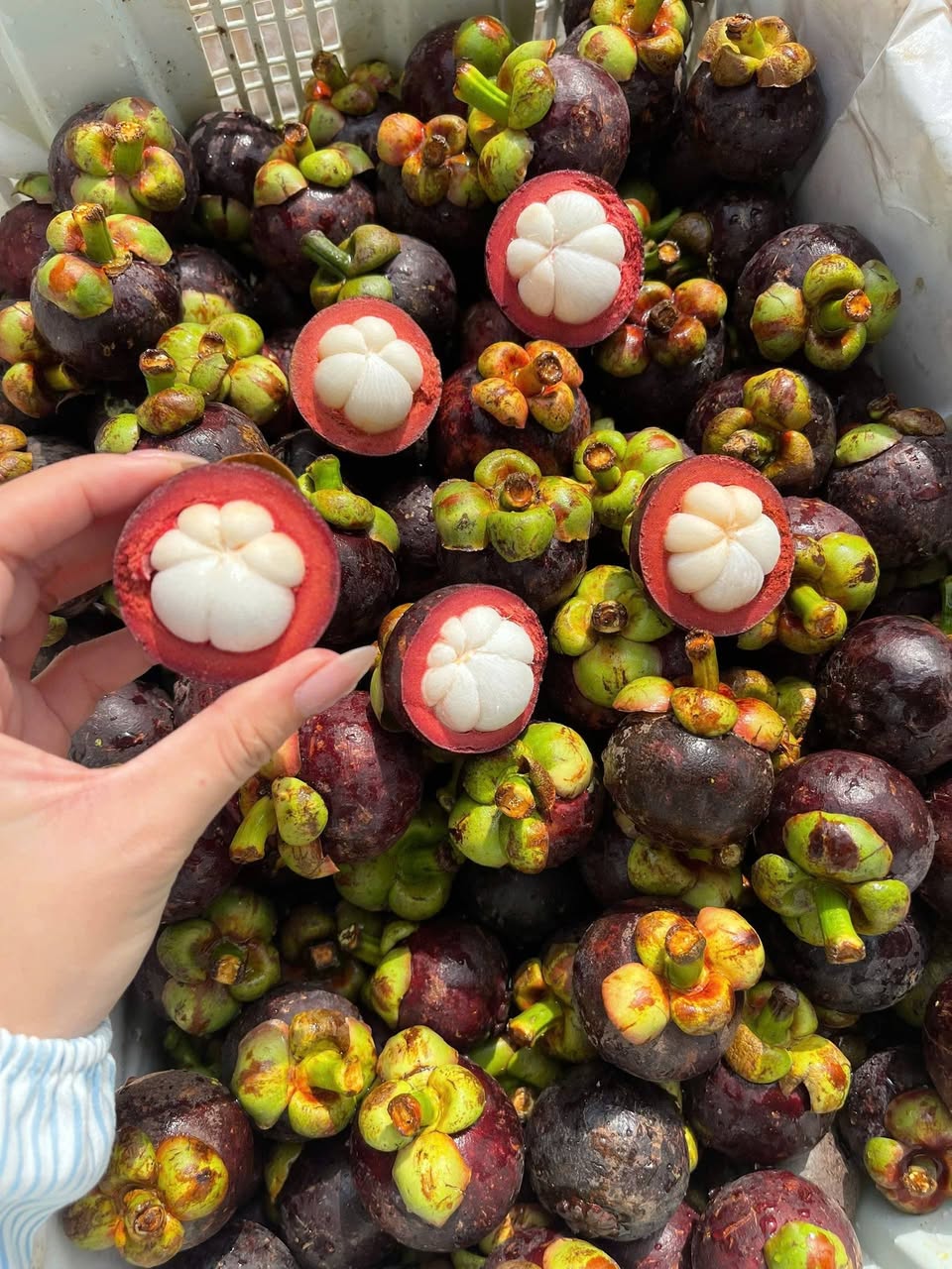 Bán măng cụt ngọt ngon 75K/kg, mua 2kg tặng 0,5kg mận hậu. Trái cây tươi mới, bao ăn từng trái. Free ship khu Vinhomes. Liên hệ Zalo: 0844788000.