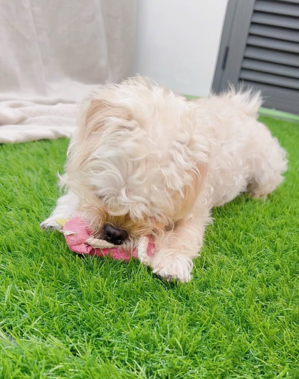 Nhà trẻ cho cún cưng tại Vinhomes, bao ăn uống, vui chơi, chăm sóc cả ngày, có đưa đón tận sảnh miễn phí. Giá chỉ từ 110K/ngày.