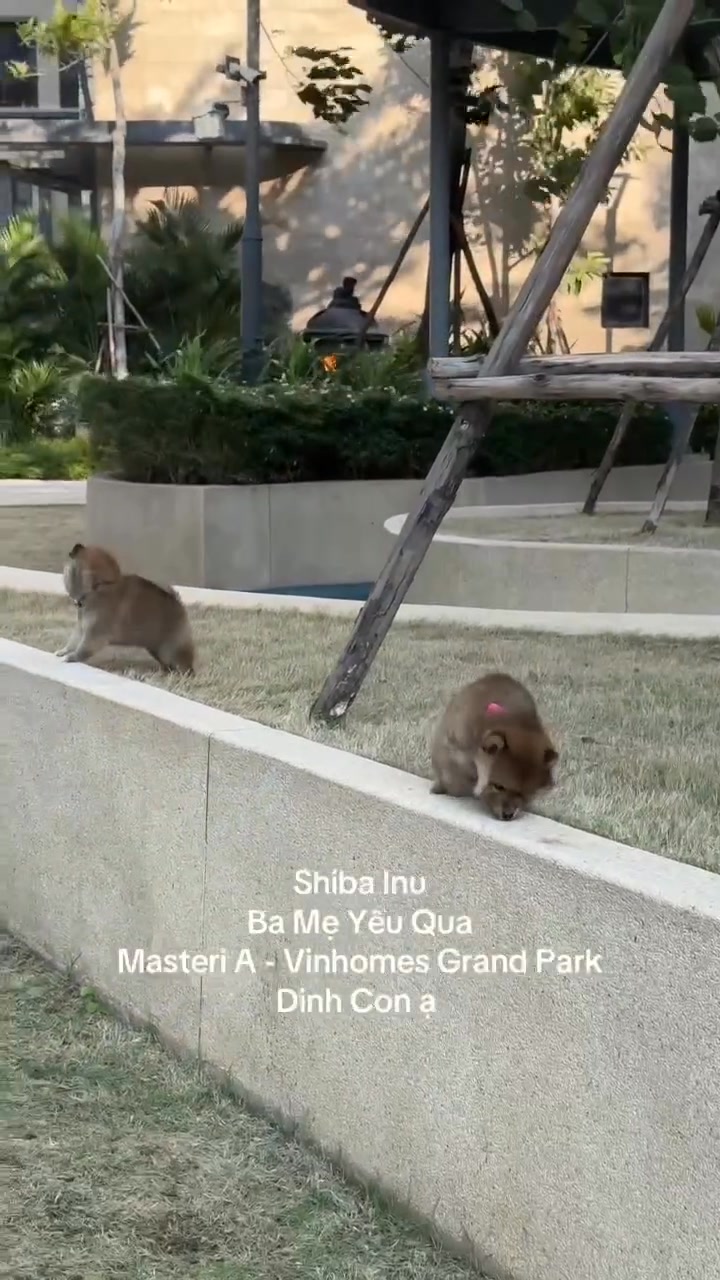 Bài đăng giới thiệu cửa hàng thú cưng tại Vinhomes Grand Park Q9, cung cấp chó mèo cảnh cho cư dân. Mời ghé shop để chọn thú cưng phù hợp cho tổ ấm.