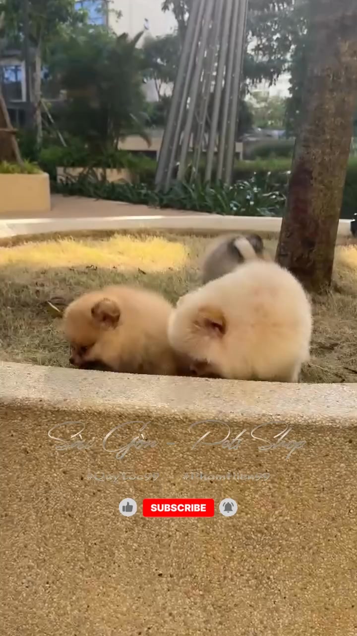 Bài đăng giới thiệu cửa hàng thú cưng tại Vinhomes Grand Park Q9, cung cấp chó mèo cảnh cho cư dân. Mời ghé shop để chọn thú cưng phù hợp cho tổ ấm.