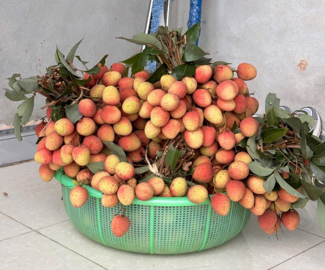 Vải Lục Ngạn Bắc Giang quả to, ngọt, cành lá tươi xanh, giá 105k/kg. Giao tại T11-16 Manhattan Vinhome Grand Park. Liên hệ 0853933804.
