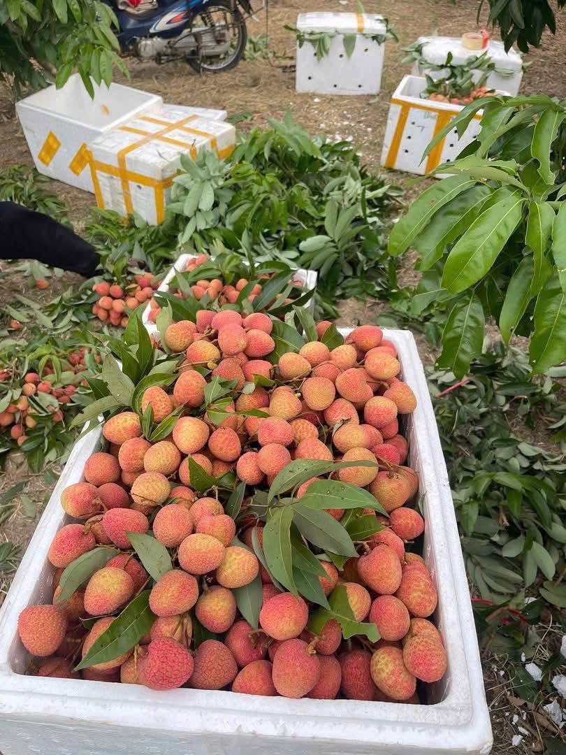 Vải Lục Ngạn Bắc Giang quả to, ngọt, cành lá tươi xanh, giá 105k/kg. Giao tại T11-16 Manhattan Vinhome Grand Park. Liên hệ 0853933804.