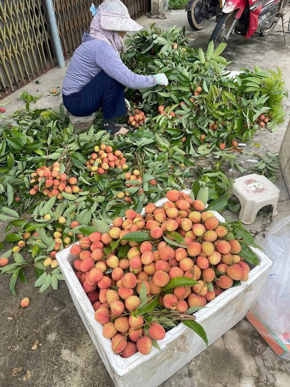 Vải Lục Ngạn Bắc Giang quả to, ngọt, cành lá tươi xanh, giá 105k/kg. Giao tại T11-16 Manhattan Vinhome Grand Park. Liên hệ 0853933804.