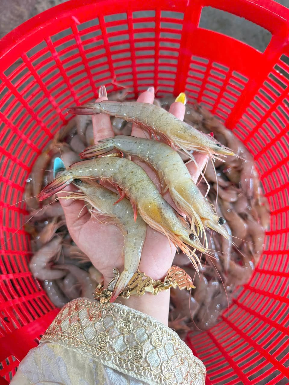 Bán tôm thẻ biển thiên nhiên, tươi ngon, giá 1kg 180k, 2kg 350k. Bao tươi, kiểm tra hàng thoải mái. Miễn ship Vin.