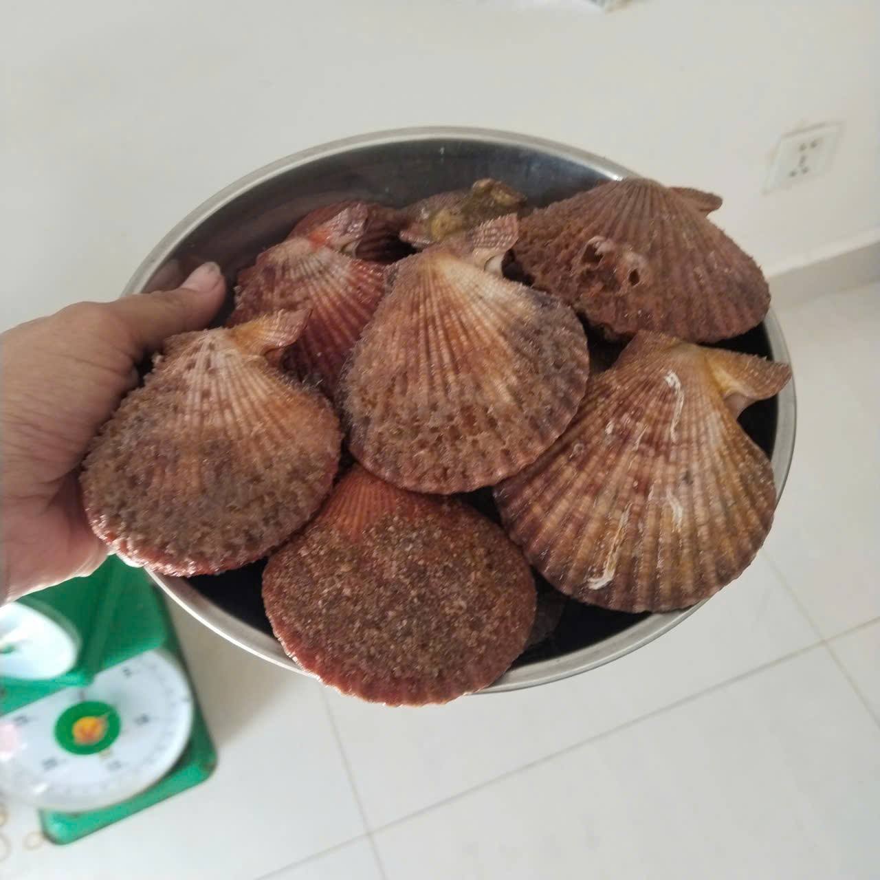 Bán sò điệp đỏ size lớn, tươi sống, 95k/kg (20-25 con), miễn ship tại S2-05 Vin. Liên hệ 0974406022.
