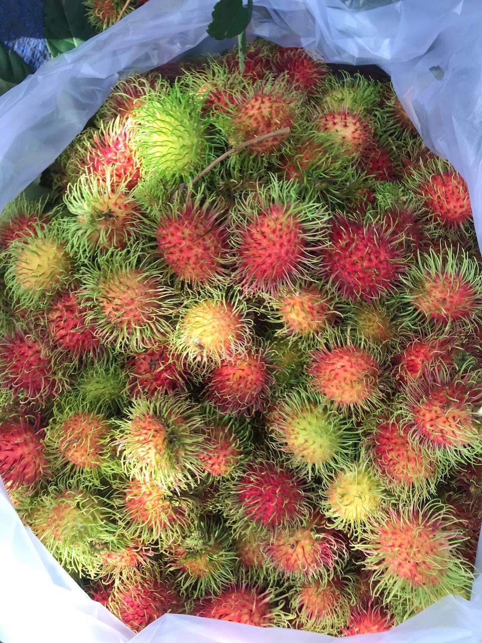 Bán chôm chôm Thái Long Khánh, hái sáng giao chiều, bao tươi ngọt. Miễn ship Vin. Giá 110k/2kg. Liên hệ 0902811248.