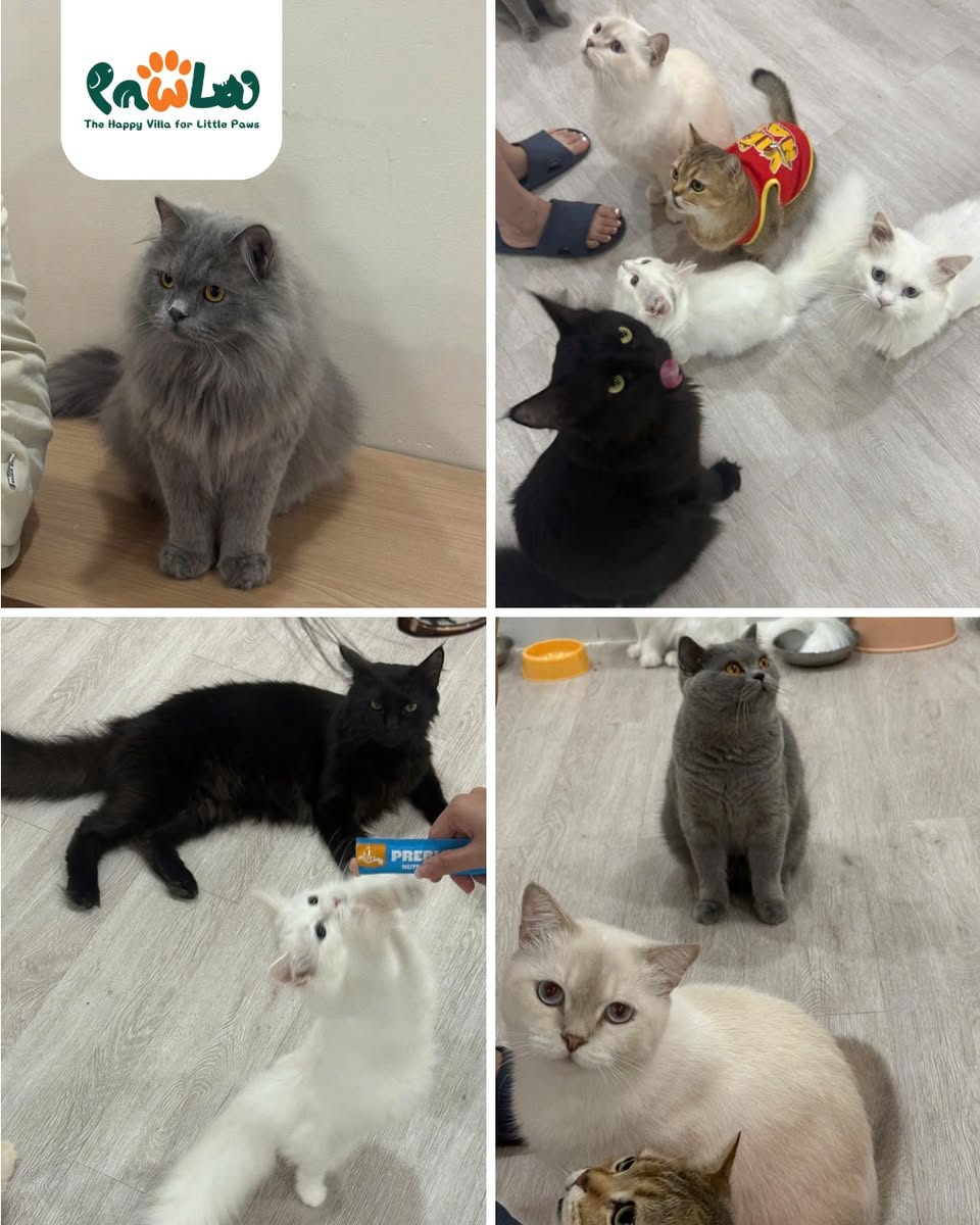 PawLa Pet Coffee cung cấp dịch vụ chăm sóc, lưu trú, nhà trẻ, tắm & grooming cho thú cưng tại Vinhomes Grand Park. Không gian cà phê mèo, chăm sóc toàn diện, hotline 0978 545 025.