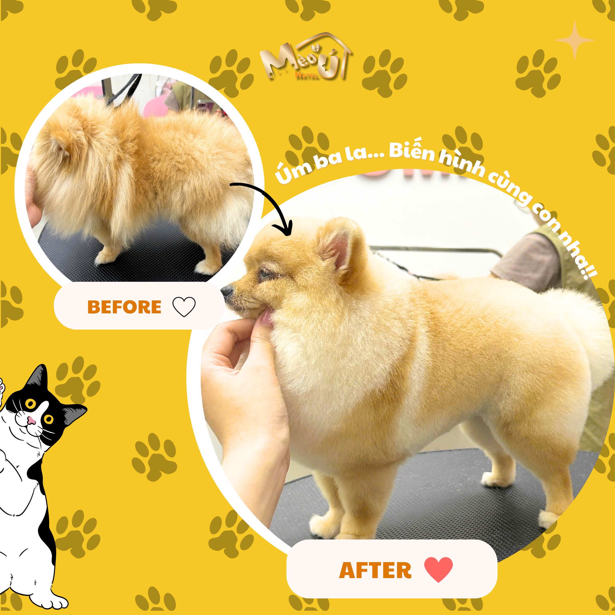 Dịch vụ spa & grooming cho chó mèo: tắm sạch, cắt tỉa lông gọn gàng, giúp thú cưng thơm tho và đẹp hơn. Liên hệ Hà My để đặt lịch.