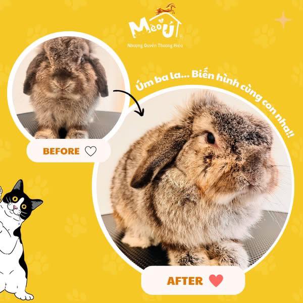 Dịch vụ spa & grooming cho chó mèo: tắm sạch, cắt tỉa lông gọn gàng, giúp thú cưng thơm tho và đẹp hơn. Liên hệ Hà My để đặt lịch.