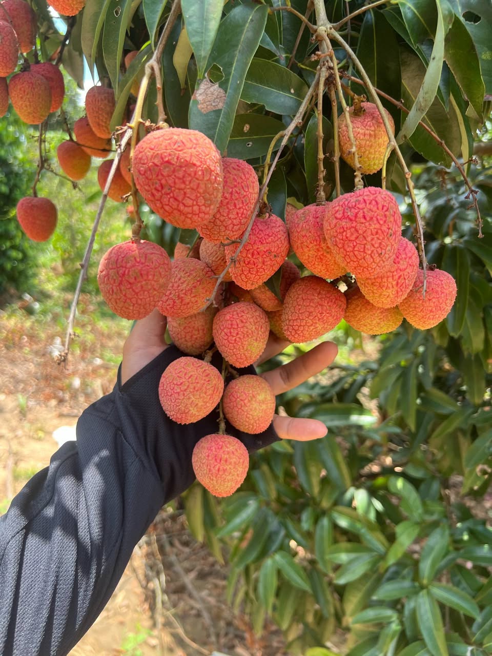 Bán vải Đăk Lăk tươi, trái to, ngọt, giá ưu đãi theo số lượng: 1kg 40k, 2kg 75k, 3kg 110k. Nhận đơn và ship vào Thứ 4. Liên hệ qua bình luận hoặc nhắn tin.
