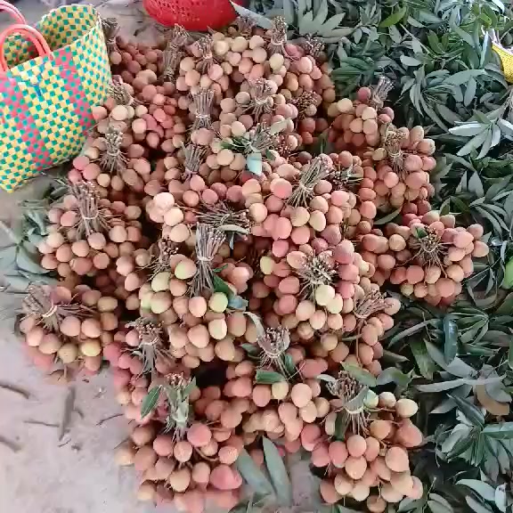 Nhận đơn vải u hồng (105k/3kg) và nhãn Hương Chi (120k/3kg), trái ngọt, tươi, giao ngày mai.