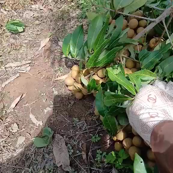 Nhận đơn vải u hồng (105k/3kg) và nhãn Hương Chi (120k/3kg), trái ngọt, tươi, giao ngày mai.