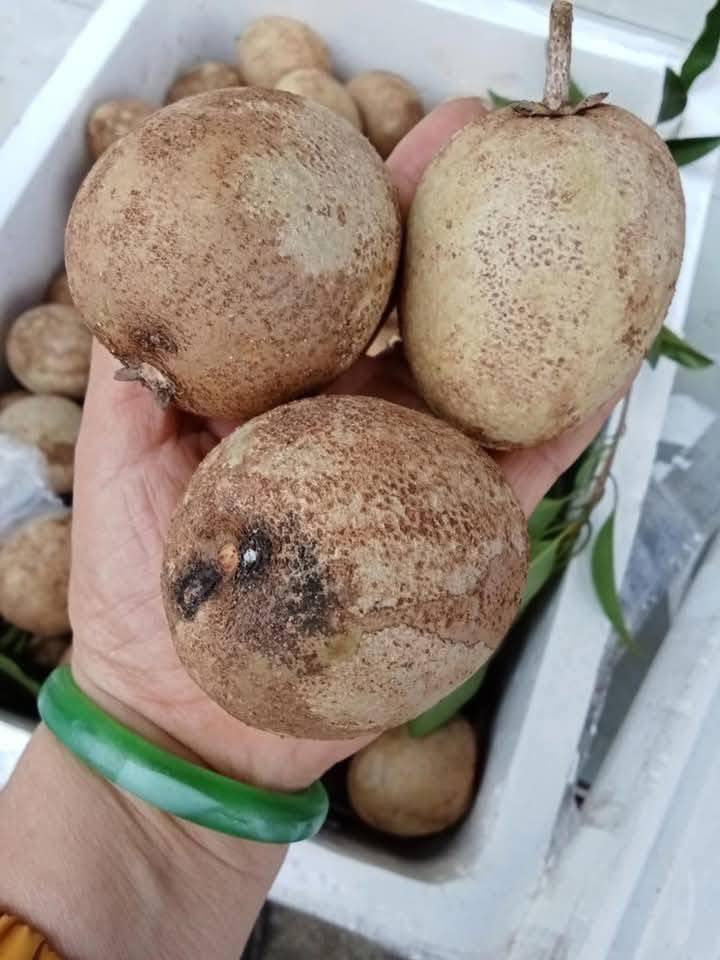 Bán samboche da cám Tiền Giang, hàng vườn tự nhiên, quả già ngọt lịm, ăn liền. Giá 75k/3kg, nhận giao hàng tận nơi.