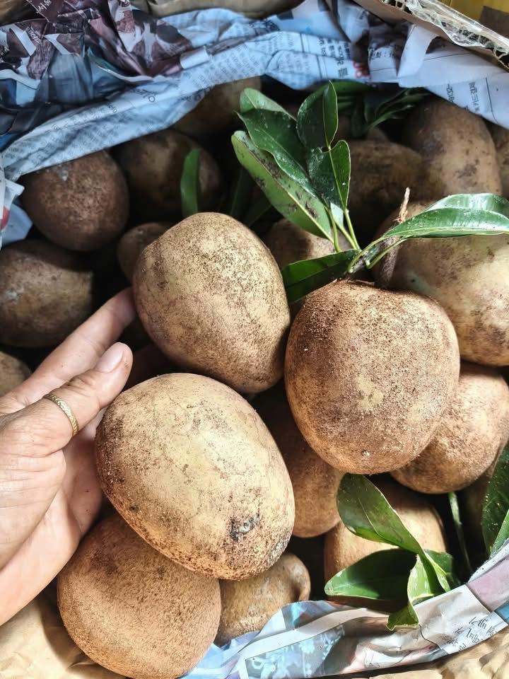 Bán samboche da cám Tiền Giang, hàng vườn tự nhiên, quả già ngọt lịm, ăn liền. Giá 75k/3kg, nhận giao hàng tận nơi.